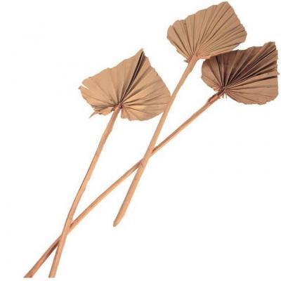 11572 decoration feuille de palmier naturelle decoupe 55cm
