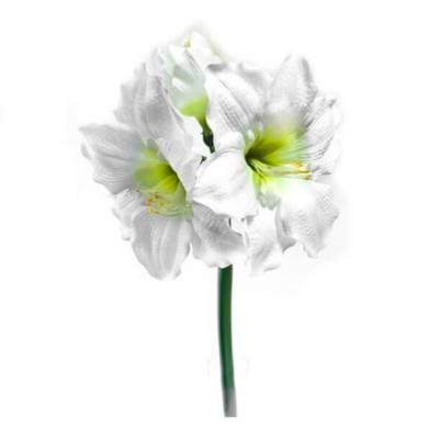 Amarilys 2 tetes 75cm