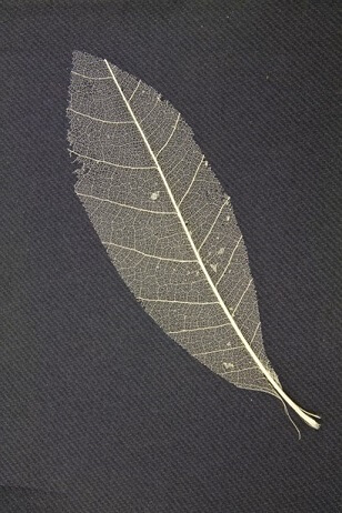 Feuille skeleton ivoire