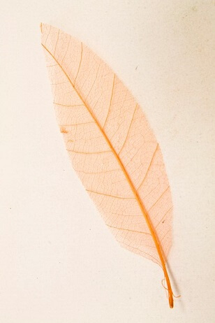 Feuille skeleton orange