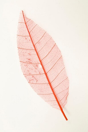 Feuille skeleton rouge