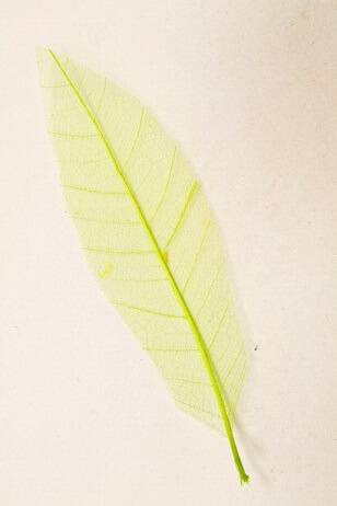 Feuille skeleton vert menthe