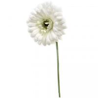 Ftg2005 fleur gerbera blanche