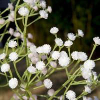 Ftg2045 decoration fleur gypsolphile blanc et vert 65cm