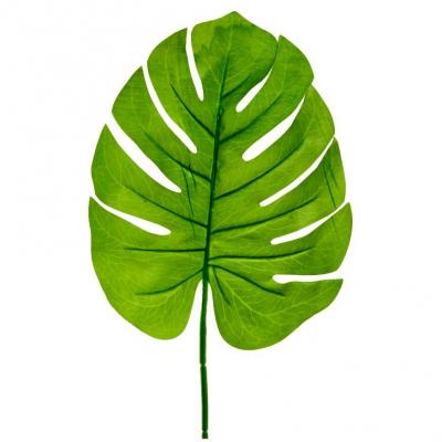 1 Grande feuille verte de Philodendron 60cm REF/FTG2066