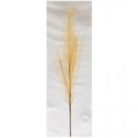 Ftg2091 decoration fleur sechee herbe de pampa naturel