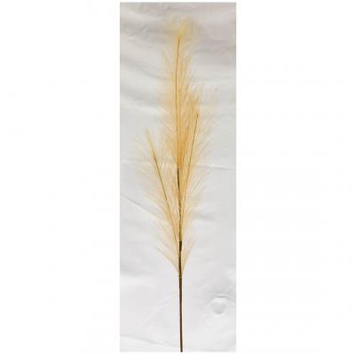 Ftg2091 fleur sechee herbe de pampa naturel