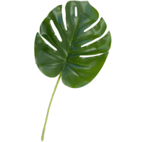 Ftg3022 grande feuille de monstera verte