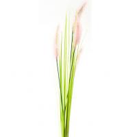 Herbe de la palma plumeau rose et vert