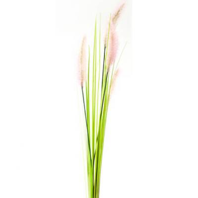 Herbe Palma plumeau rose et vert 80cm (x1) REF/FTG2052