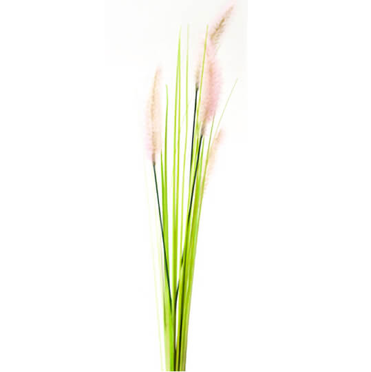 Herbe de la palma plumeau rose et vert