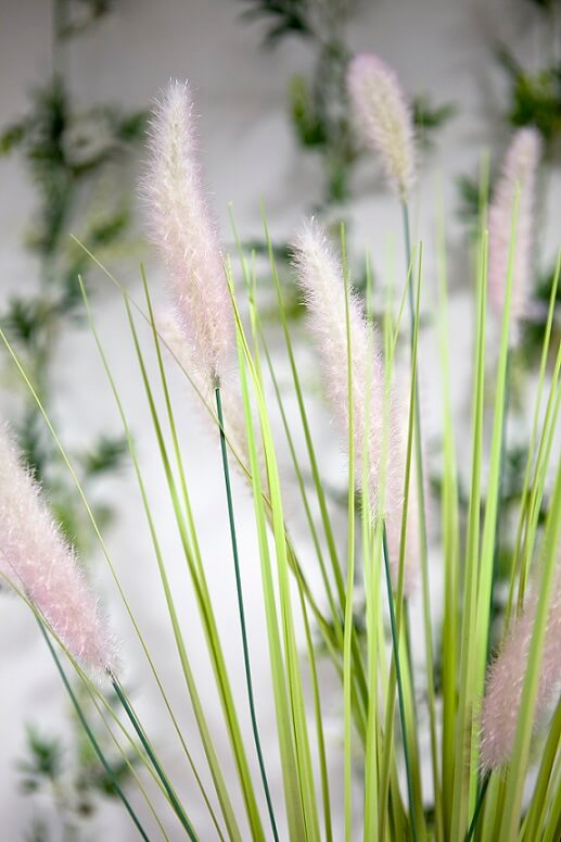 Herbe de la palma plumeau vert et rose