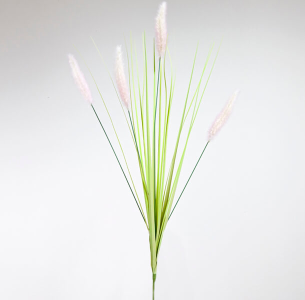 Herbe palma plumeau rose et vert