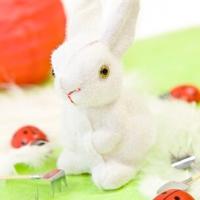 Lapin blanc 1