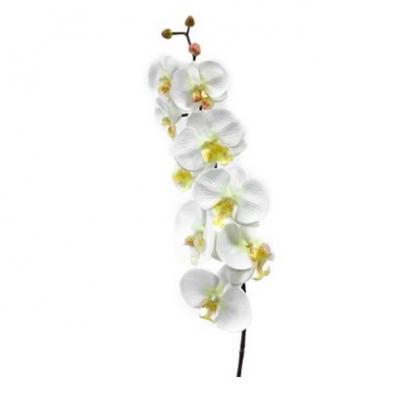 Orchidee blanche 9 fleurs 1