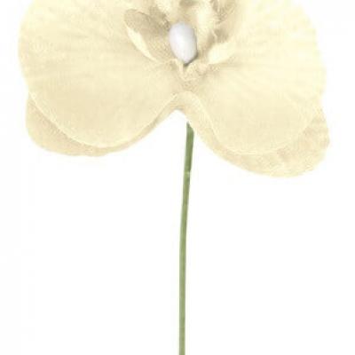 Orchidée ivoire (x6) REF/2867