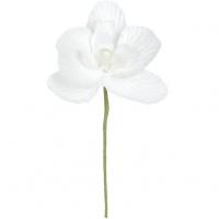 Petite branche d orchidee blanche